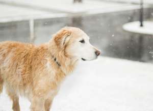 cute dog out in the snow